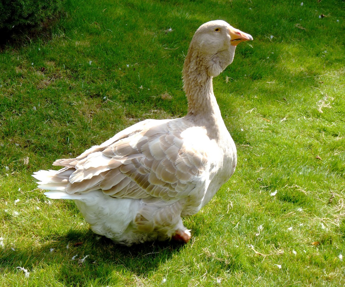Graylag Goose (Domestic type) - Joseph Hollick