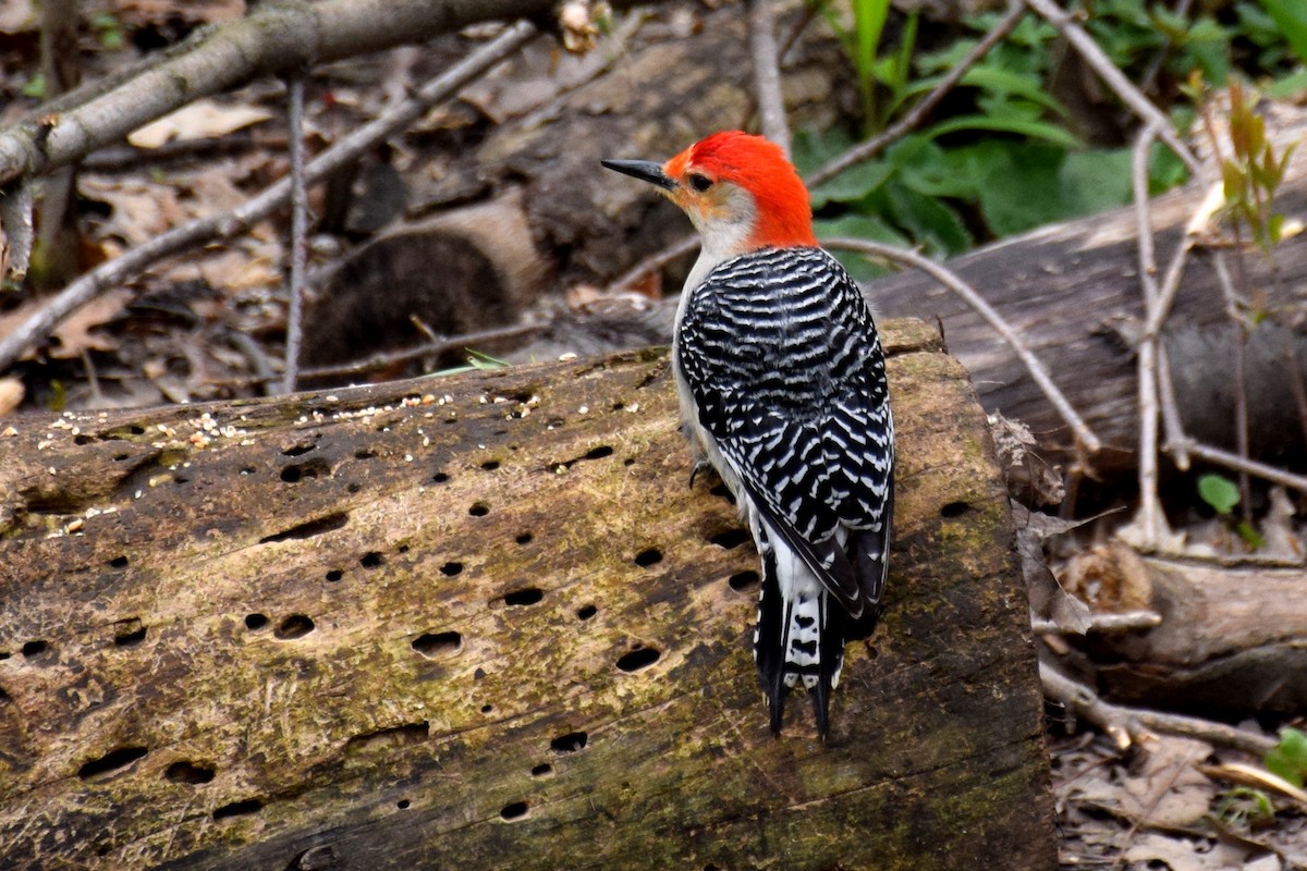Red-bellied Woodpecker - Joseph Hollick