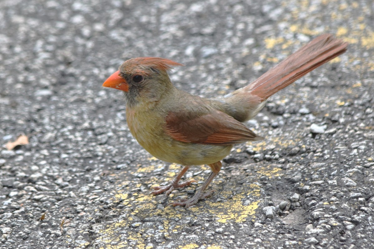 Cardinal rouge - ML205929441