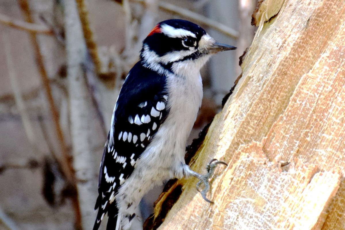 Downy Woodpecker (Eastern) - Joseph Hollick