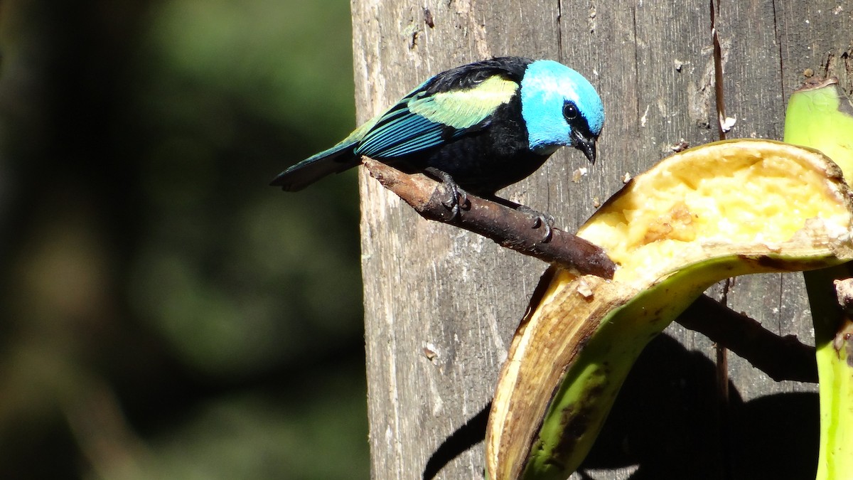 Blue-necked Tanager - ML205929631