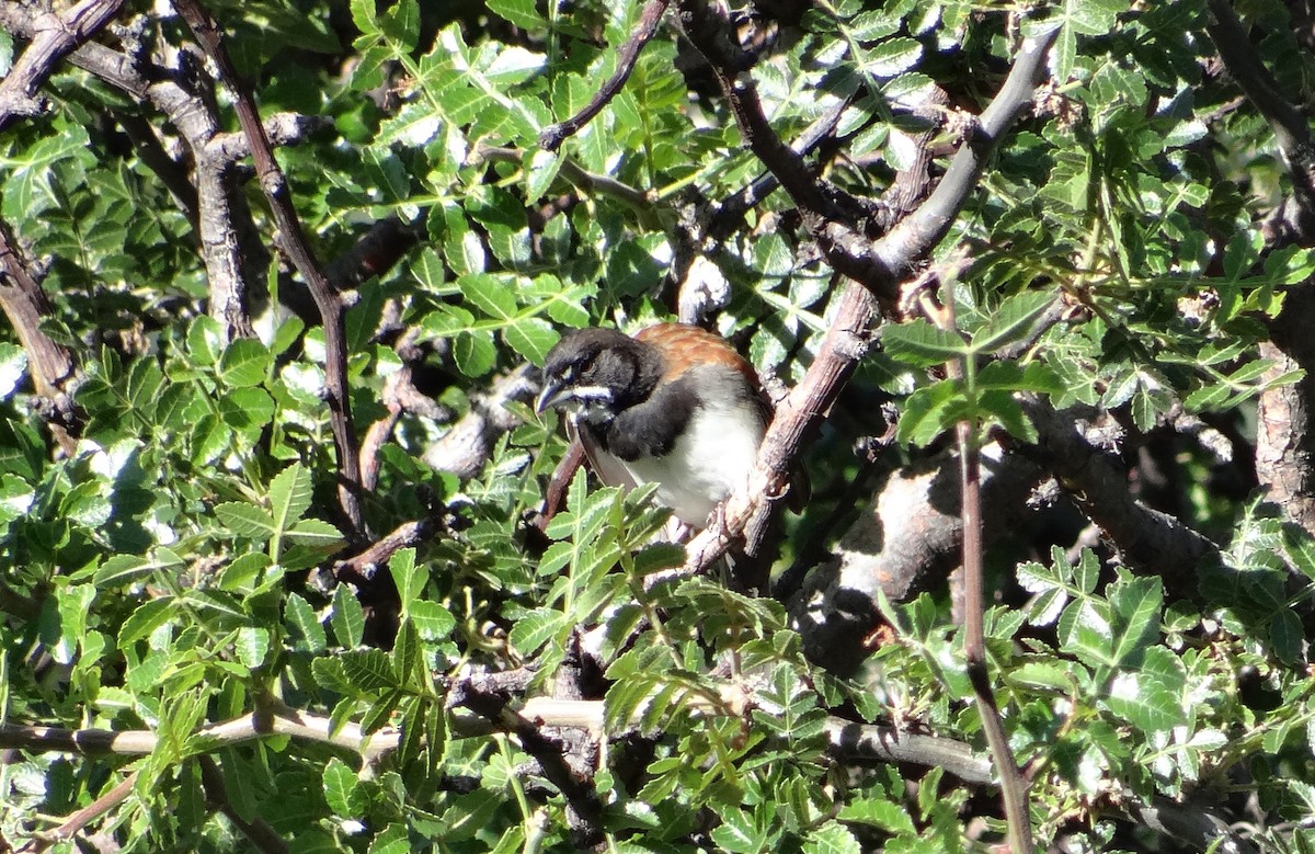 Black-chested Sparrow - ML205929751