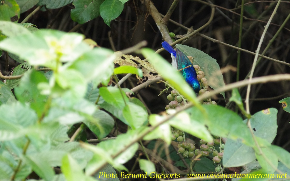 Violet-tailed Sunbird - Bernard Guevorts