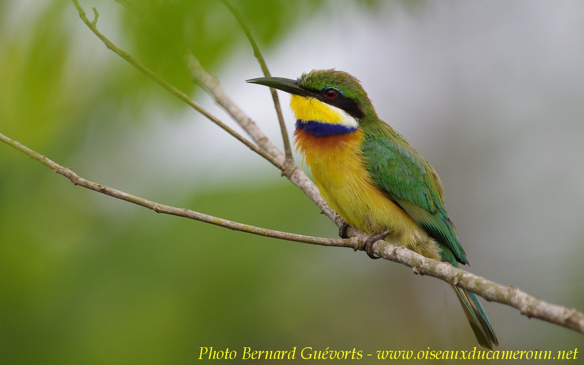 Blue-breasted Bee-eater - Bernard Guevorts