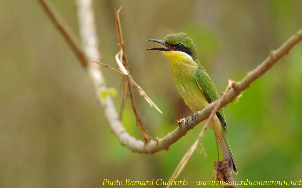 Blue-breasted Bee-eater - ML205930291