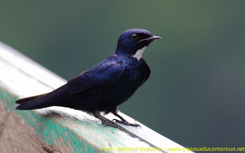 White-throated Blue Swallow - Bernard Guevorts