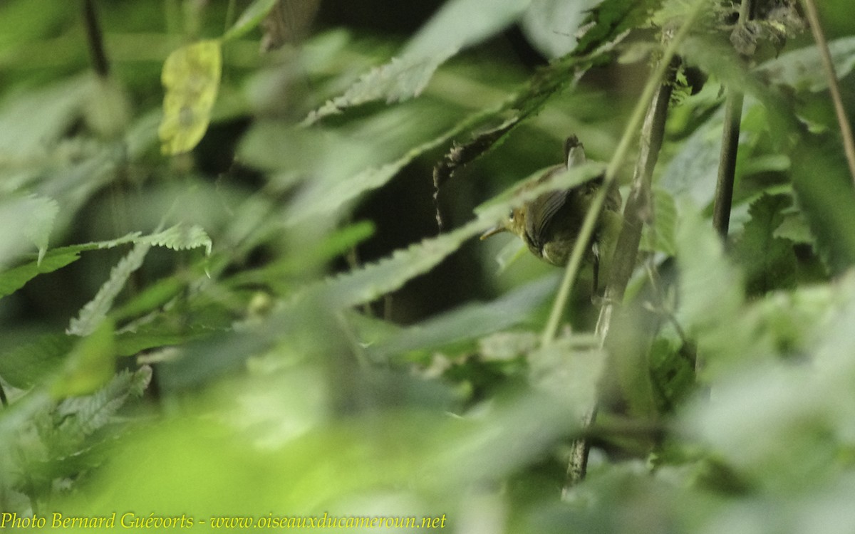 White-tailed Warbler (Alexander's) - Bernard Guevorts