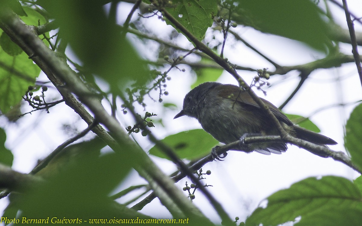 African Hill Babbler (Mt. Cameroon) - ML205930561