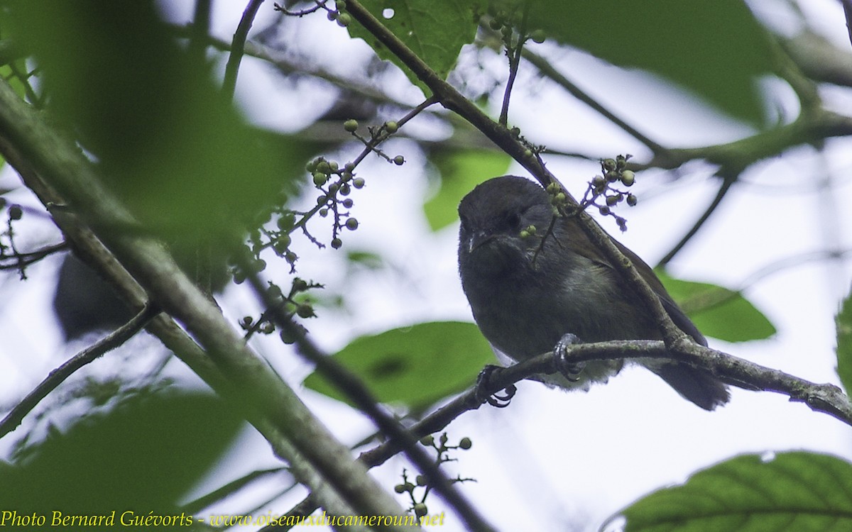 African Hill Babbler (Mt. Cameroon) - Bernard Guevorts