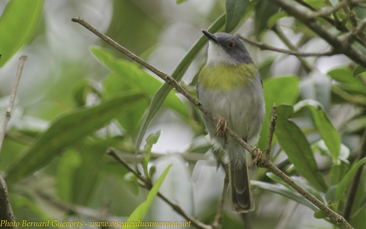 Yellow-breasted Apalis (Yellow-breasted) - ML205930621
