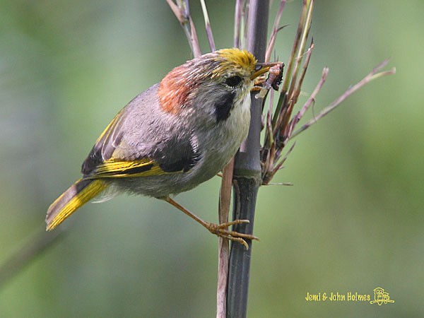 Gold-fronted Fulvetta - John and Jemi Holmes