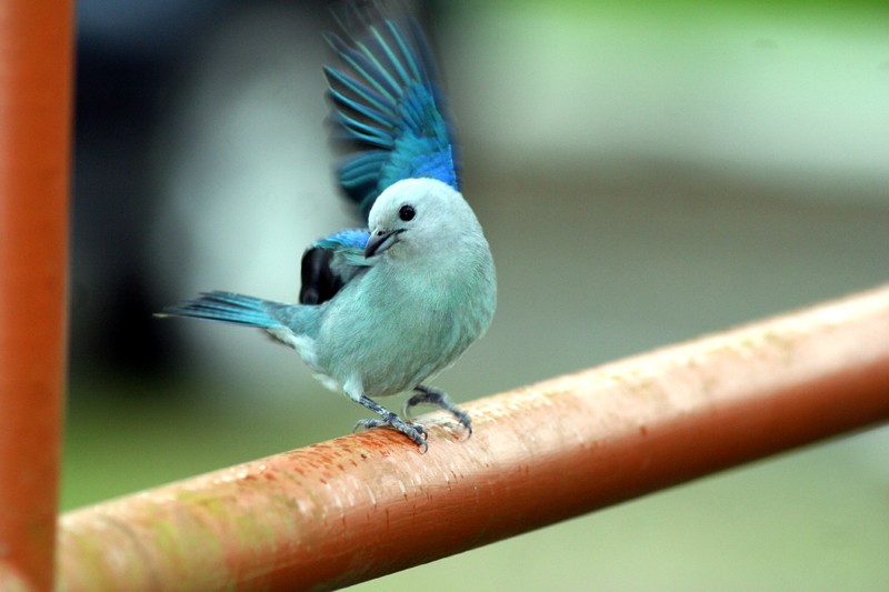 Blue-gray Tanager (Blue-gray) - ML205930851