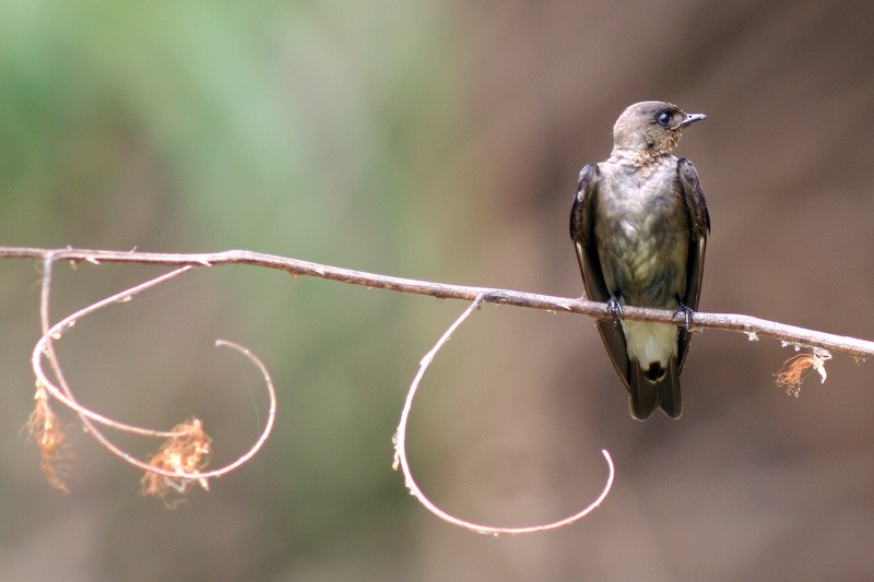 Southern Rough-winged Swallow - Karla Perez Leon