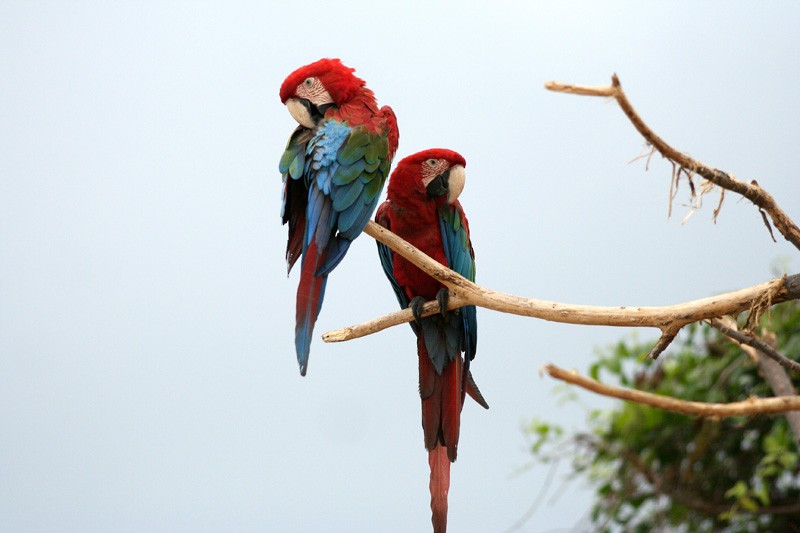 Red-and-green Macaw - Karla Perez Leon