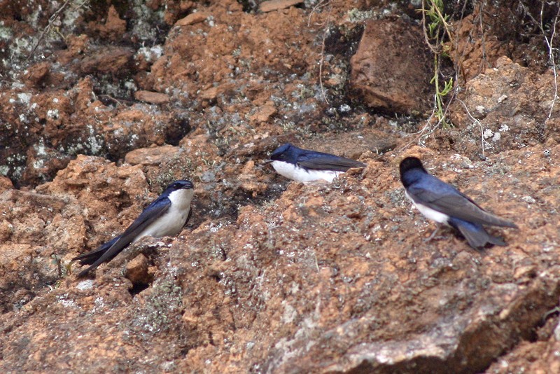 Blue-and-white Swallow (cyanoleuca) - Karla Perez Leon