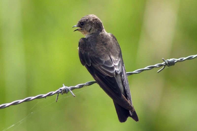 Southern Rough-winged Swallow - Karla Perez Leon