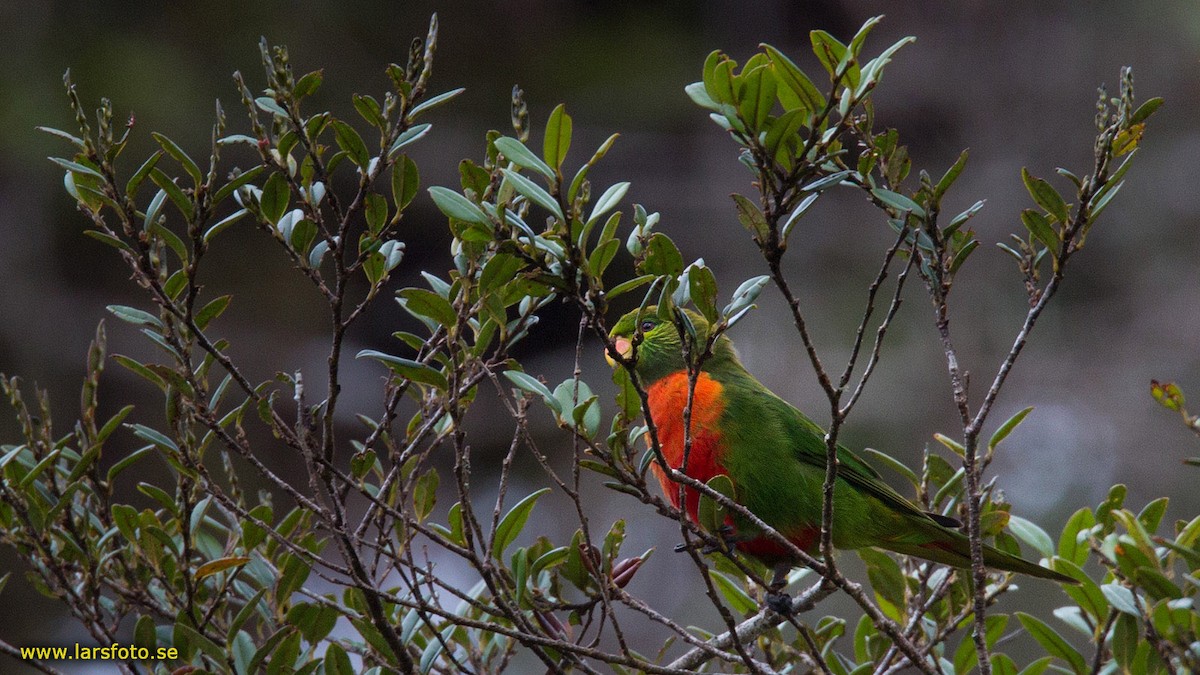 Orange-billed Lorikeet - Lars Petersson | My World of Bird Photography