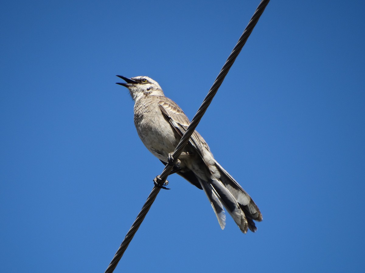 Long-tailed Mockingbird - ML205931651