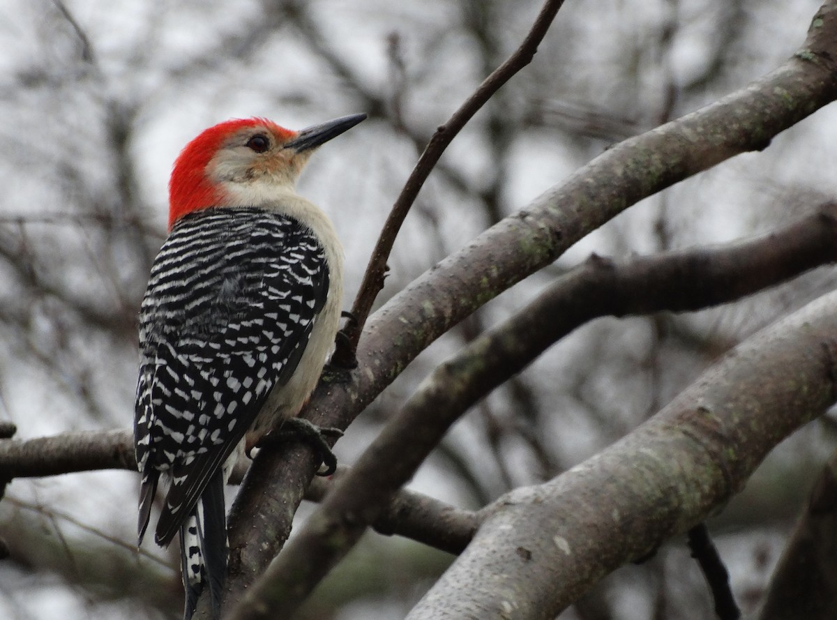 Red-bellied Woodpecker - Hector Ceballos-Lascurain