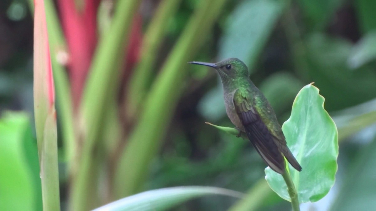 Scaly-breasted Hummingbird - ML205931861