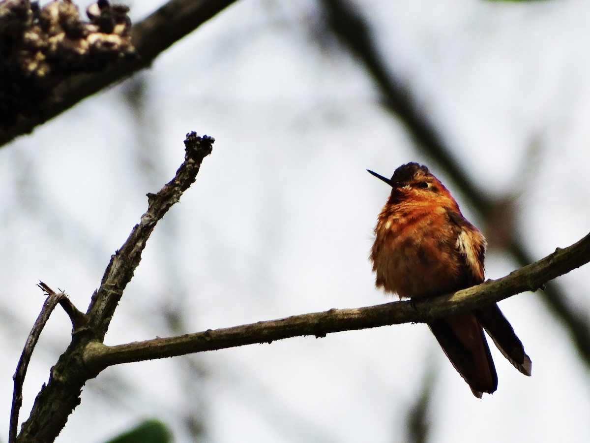 kolibřík duhovohřbetý - ML205931941