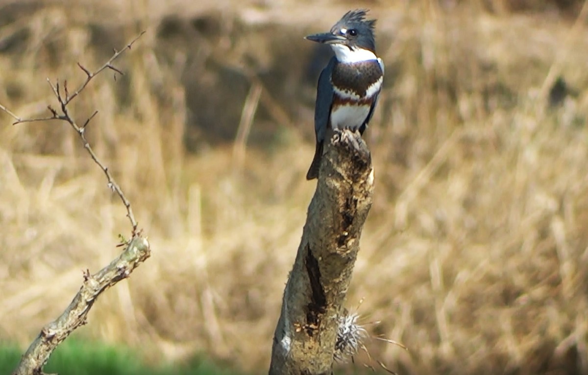 Belted Kingfisher - Hector Ceballos-Lascurain