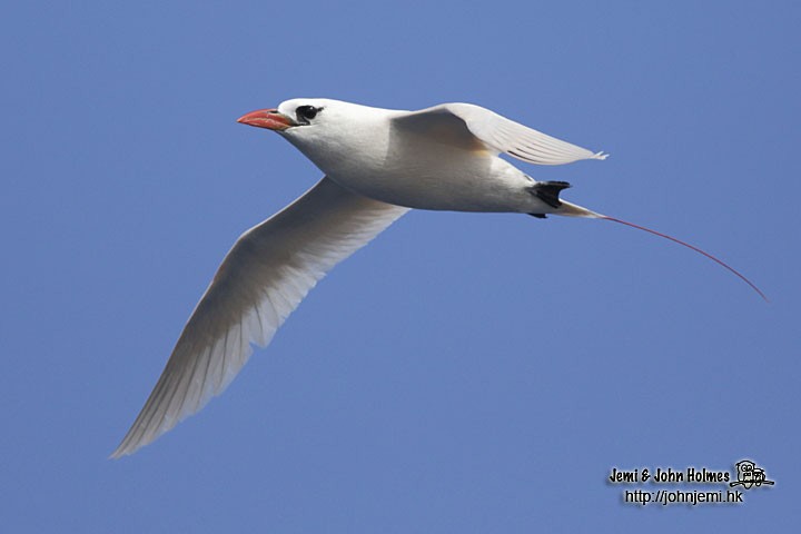Red-tailed Tropicbird - John and Jemi Holmes