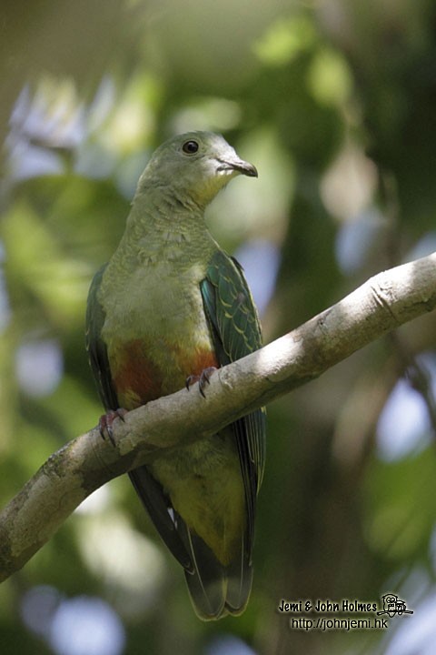 Silver-capped Fruit-Dove - ML205932621