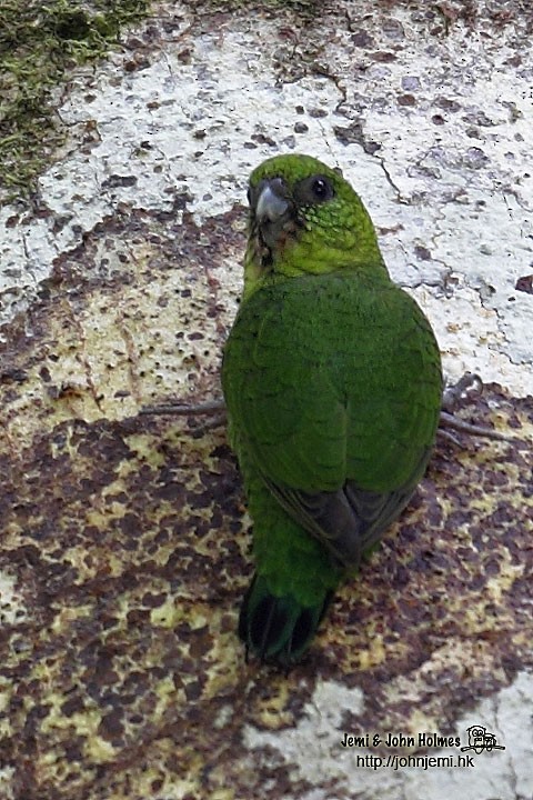 papoušínek zelený - ML205932631