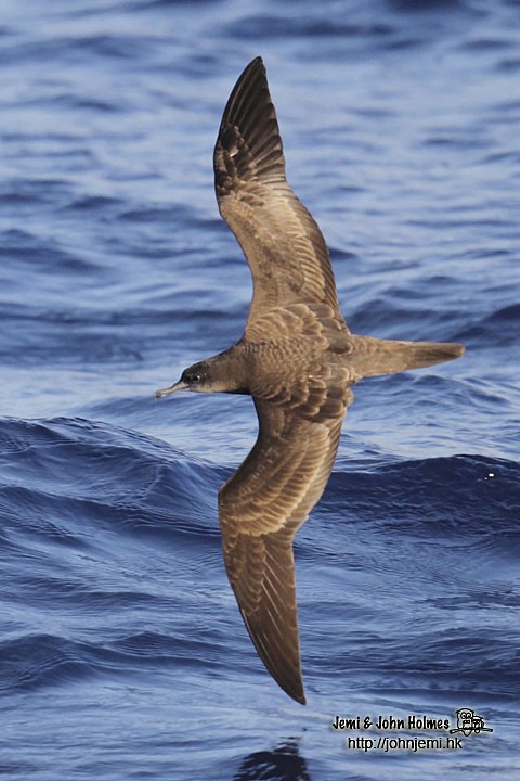 Wedge-tailed Shearwater - John and Jemi Holmes