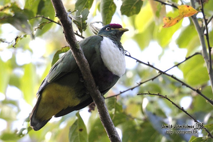 White-breasted Fruit-Dove - John and Jemi Holmes