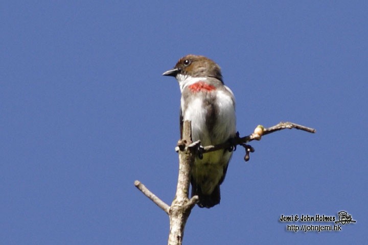 Red-banded Flowerpecker - ML205932981