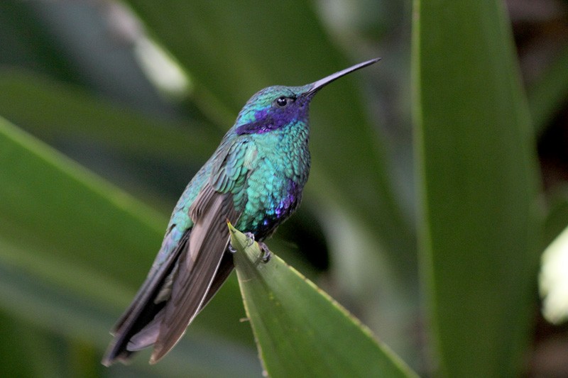 kolibřík modrolící - ML205933261