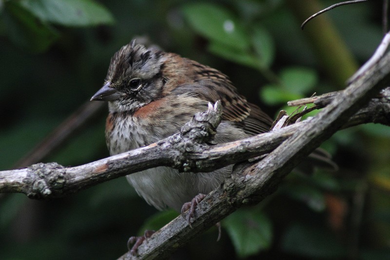 Rufous-collared Sparrow - Karla Perez Leon