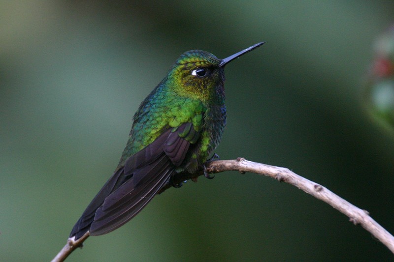 kolibřík turmalinový - ML205933551