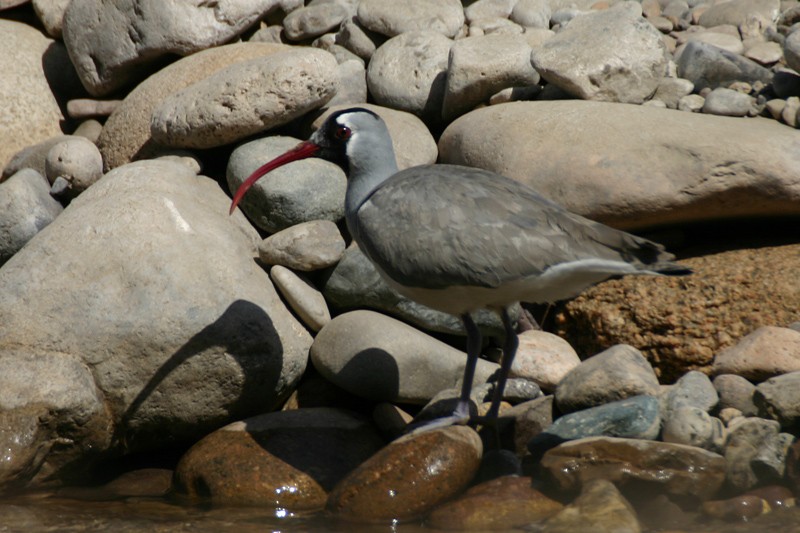 Bec-d'ibis tibétain - ML205933601