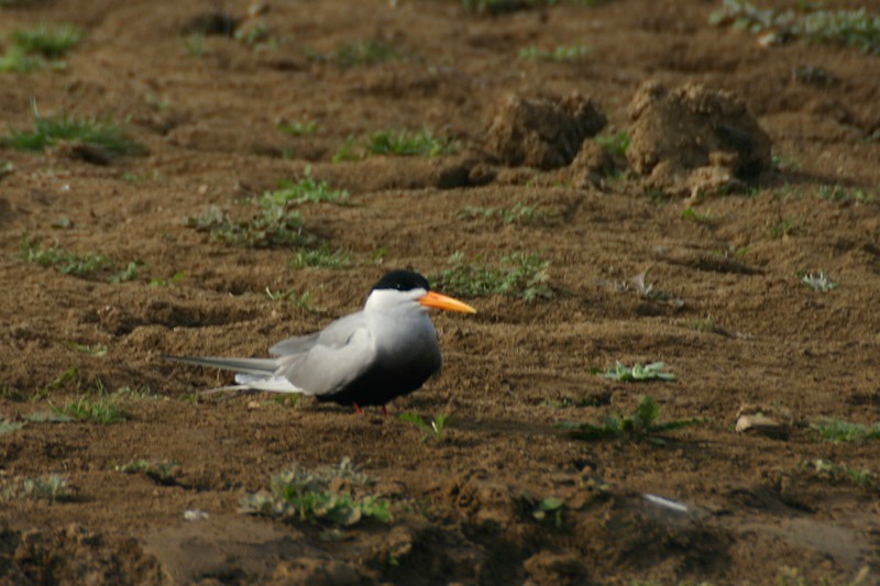 Black-bellied Tern - ML205933611