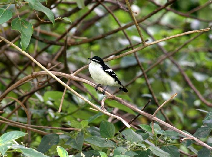 White-browed Triller - Mehd Halaouate