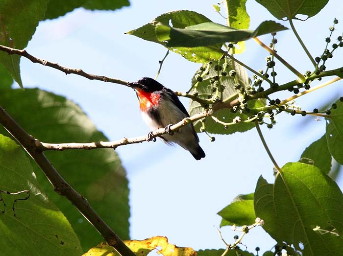Blood-breasted Flowerpecker (Sumba) - Mehd Halaouate