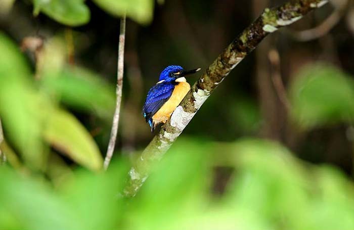 Papuan Dwarf-Kingfisher - Mehd Halaouate