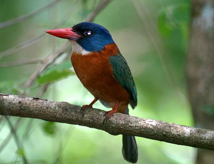 Green-backed Kingfisher (Blue-headed) - Mehd Halaouate