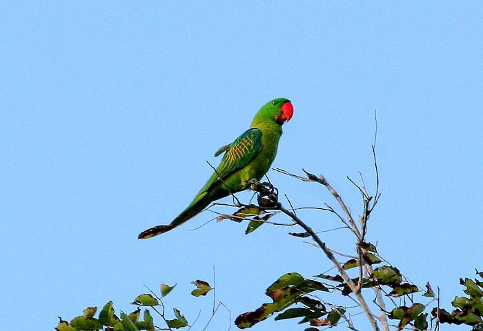 Great-billed Parrot - Mehd Halaouate