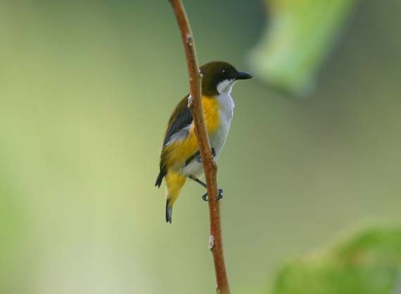Yellow-sided Flowerpecker - ML205933811