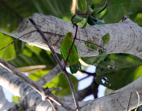 Yellow-throated Hanging-Parrot - ML205933831