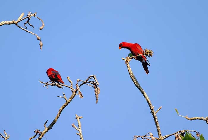 Red Lory - Mehd Halaouate
