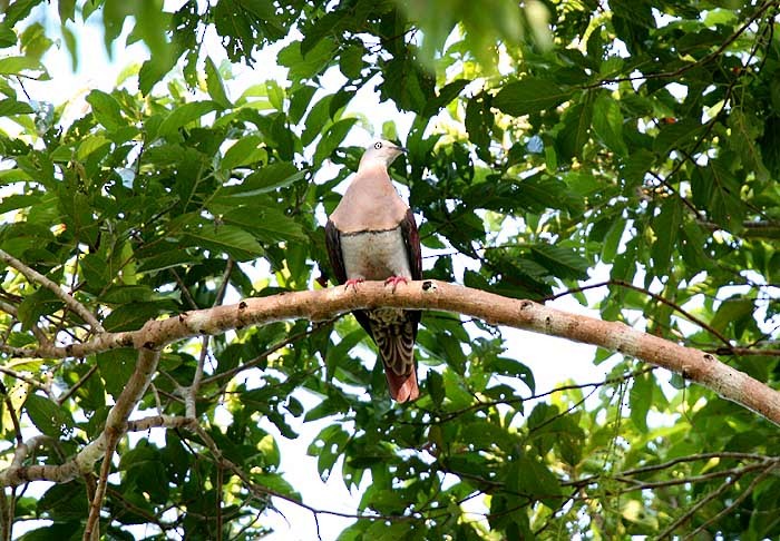 Zoe's Imperial-Pigeon - Mehd Halaouate