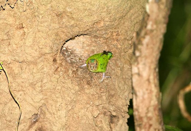  - Buff-faced Pygmy-Parrot - 