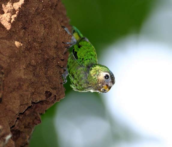 Geelvink Pygmy-Parrot - Mehd Halaouate