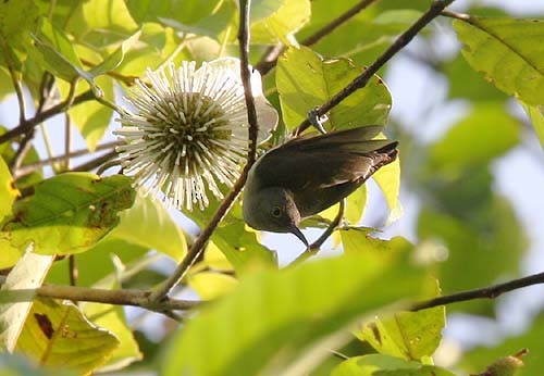 Spectacled Longbill - Mehd Halaouate