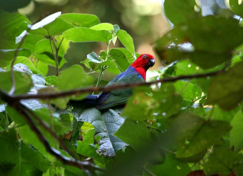 Moluccan King-Parrot - Mehd Halaouate